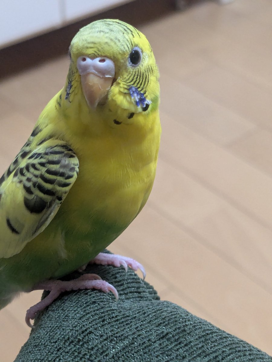 sayakanKyou's tweet photo. 迷子インコ保護して３ヶ月
残念ながら飼い主さんからの連絡はなく…警察署で手続き

正式に我が家の子になりました
名前はてんちゃんです

Xの使い方を教えてくれた方。鳥かごを心配してくれた方。飼い主さんに伝わるよう拡散してくださった方々。ありがとうございました。

#迷子インコ　#セキセイ https://t.co/kipVUbMWVq