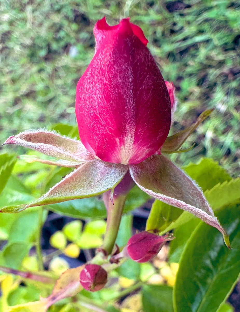 WHMyPerspective's tweet photo. The Emerging #Rose 

"And the day came when the risk to remain tight in a bud was more painful than the risk it took to blossom." 🌸 https://t.co/r5iaftJ2Ye