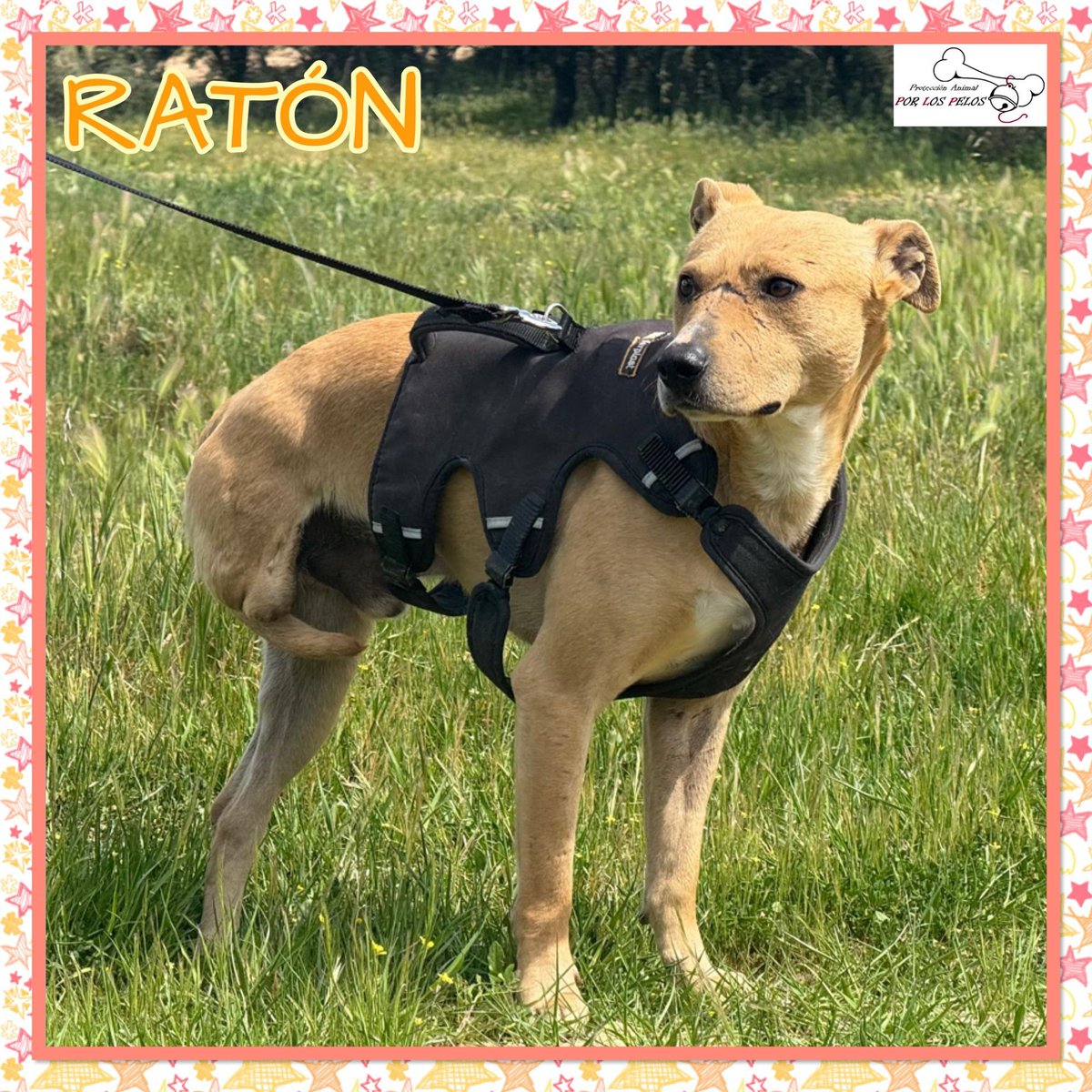 PerreraToledo's tweet photo. 🐶RATÓN🐶🆘URGENTE🆘#mestizo tamaño mediano, 2 añitos. El pequeño tiene marcado el cuerpecito del maltrato y le falta una patita, no sabemos por lo que ha tenido que pasar... Aún así es muy cariñoso, además de listo. Busca #acogida #adopcion 👉 https://t.co/jLLzkMxTUL https://t.co/inhx1zyKrq