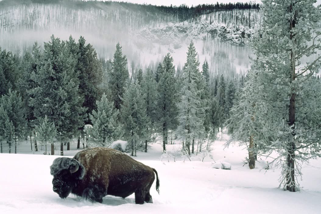 aseelswaid9's tweet photo. Yellowstone National Park, Wyoming. 1989 https://t.co/mjEqQP2lmK