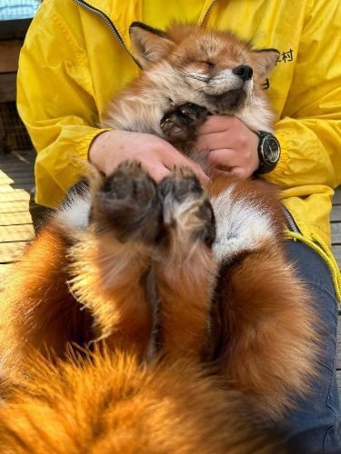 Worlda_Animals's tweet photo. https://t.co/8GTvx7oxQr