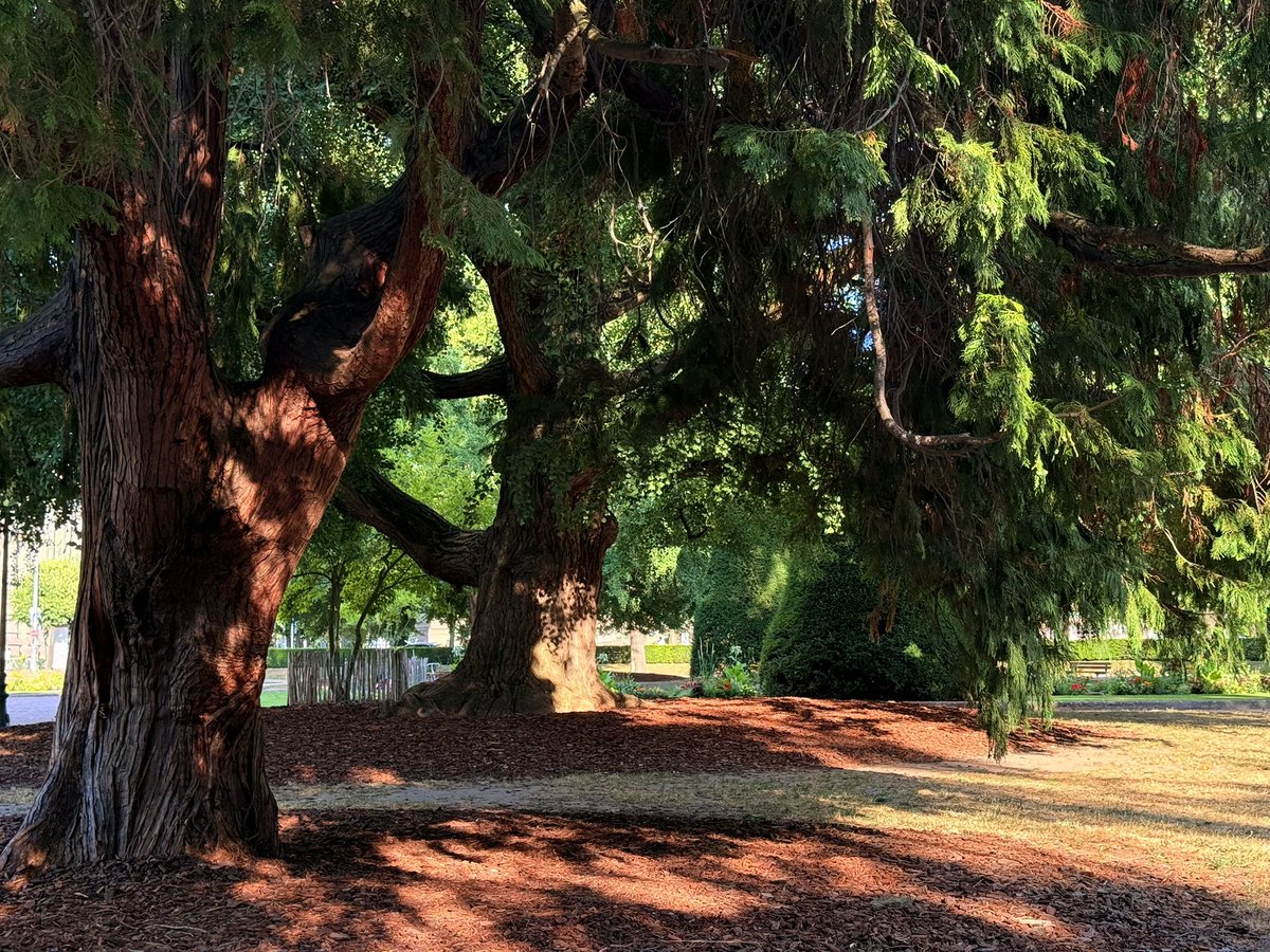 yamzzaki's tweet photo. j’aime trop quand les arbres et le soleil font ça https://t.co/Ojlo7MTf0f