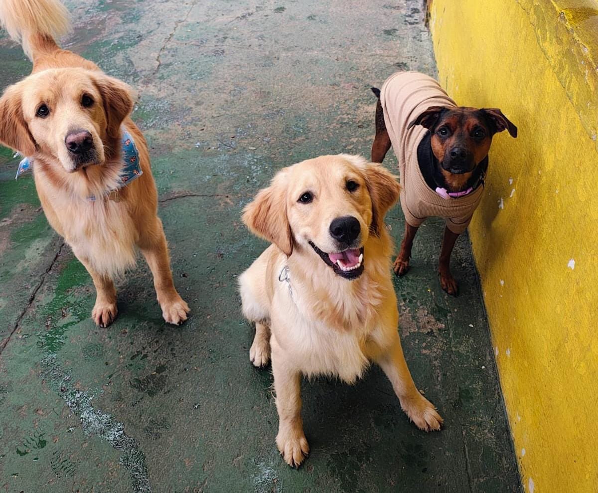 rafaellabd's tweet photo. Abigail tem ido pra creche com o seu look bege pra se camuflar com os goldens. Parece que tem funcionado, os monitores nem sabem quem é quem https://t.co/kmR5EXT3fi