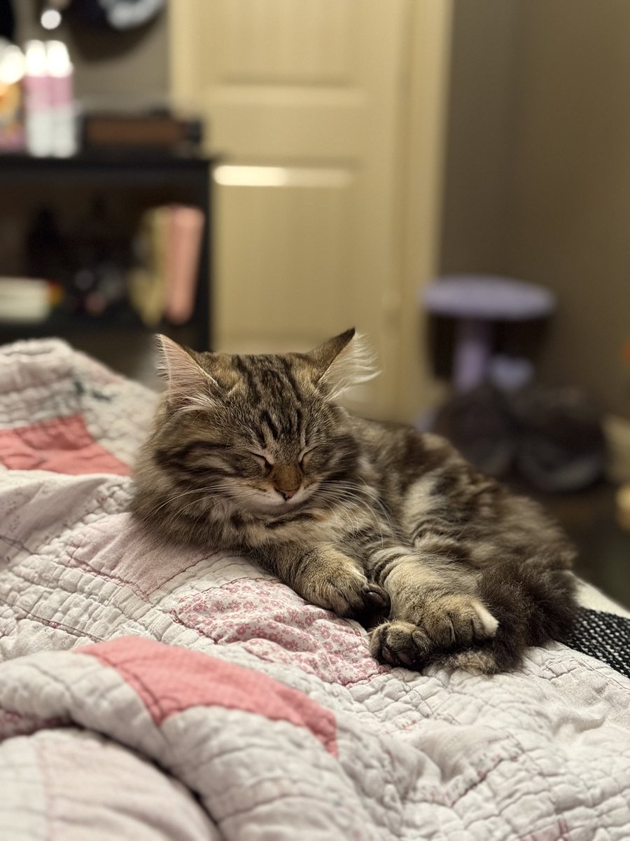 _ascensionism's tweet photo. 1 year since Junie came home c: https://t.co/k5MyjeBNuT