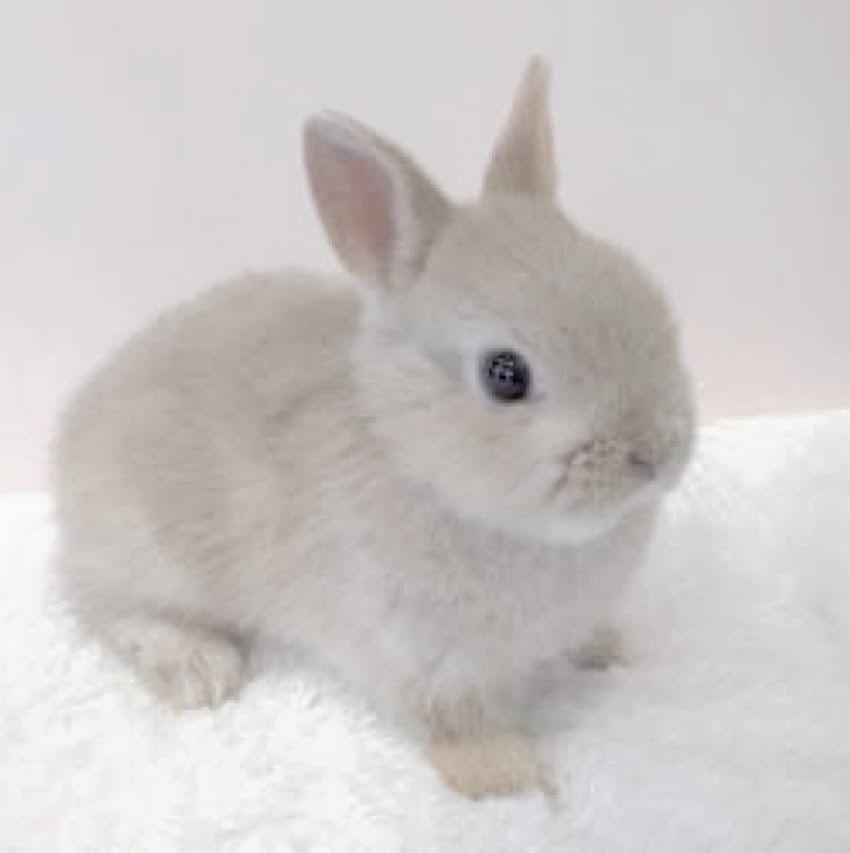 alrdyoverr's tweet photo. hi little bnnuy and why are you so cute even ! https://t.co/r5QXze7Baz