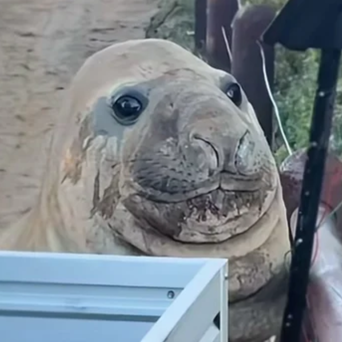 Neil the Seal🦭 tweet media