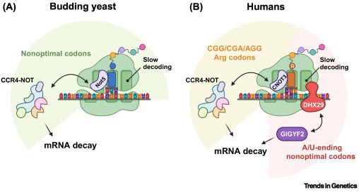 Trends in Genetics tweet media