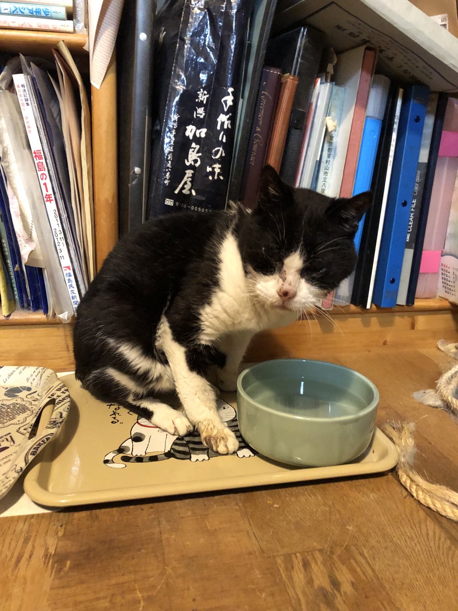 m_igeta's tweet photo. 7月7日
今朝の猫ズ https://t.co/D4seHnv1PK