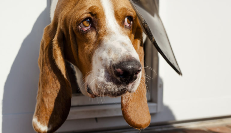 JoeyTxRealtor's tweet photo. A Portal for Your Pooch: Installing a Dog Door https://t.co/XEdBtWJtOn https://t.co/lh0ZpQowjT