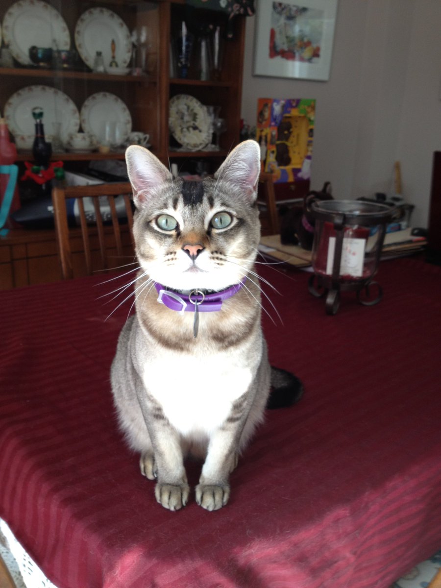 leet_muffin's tweet photo. I have had to say goodbye to my most darling Mr. Max today at 18 1/2. He had an amazing life and went very suddenly, and although he had been ill for a while, it was very unexpected, and I will miss him always… look out for him @myleftfang and help him find muffin snuggle with https://t.co/RyBKdMi058