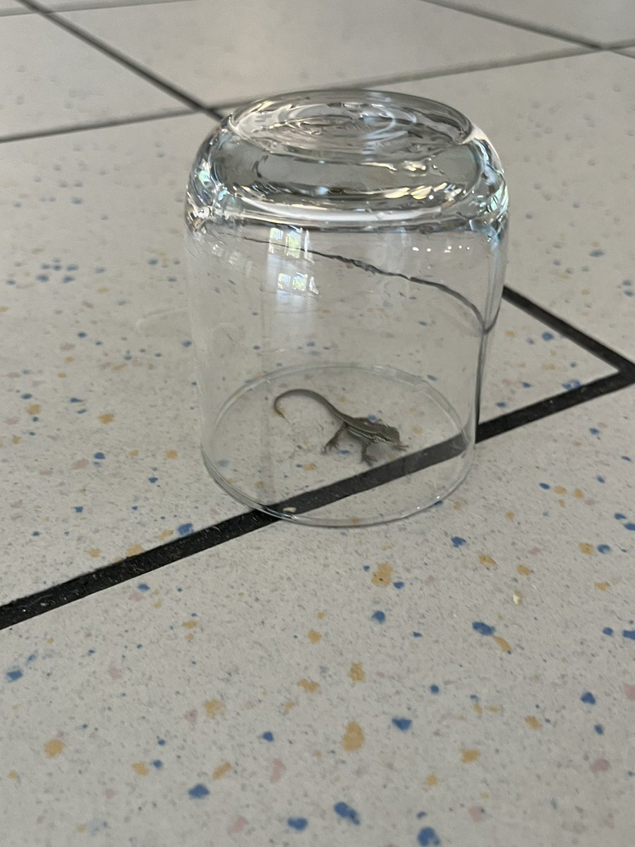 tozebeat's tweet photo. 🚨🗣️🗣️ mini lézard a l’hopital 🗣️🗣️🚨 https://t.co/auPFZ7nPGM