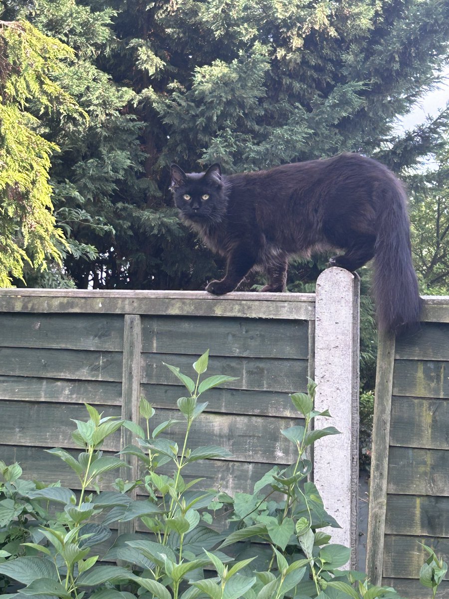 bemorebob2's tweet photo. Carnage pals, carnage! I am not a happy Bob! 🐈‍⬛ 🐈‍⬛ https://t.co/a642QidIXs
