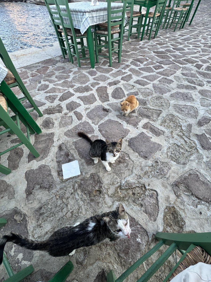 Yaşar Adanalı tweet media