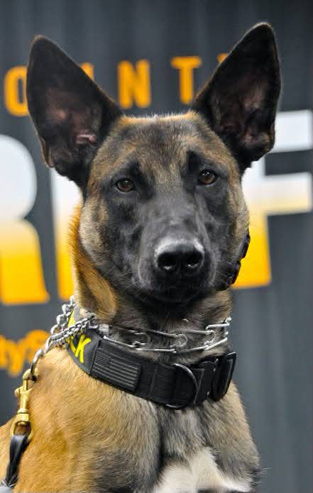jose22780's tweet photo. K9 Vick was reported still in
serious condition.
We pray for strength, healing,
and comfort. Law enforcement
and the K9 community stand together during difficult times
like these. 💙🐾 #K9Vick #prayersforhealing https://t.co/banHEpuXVL