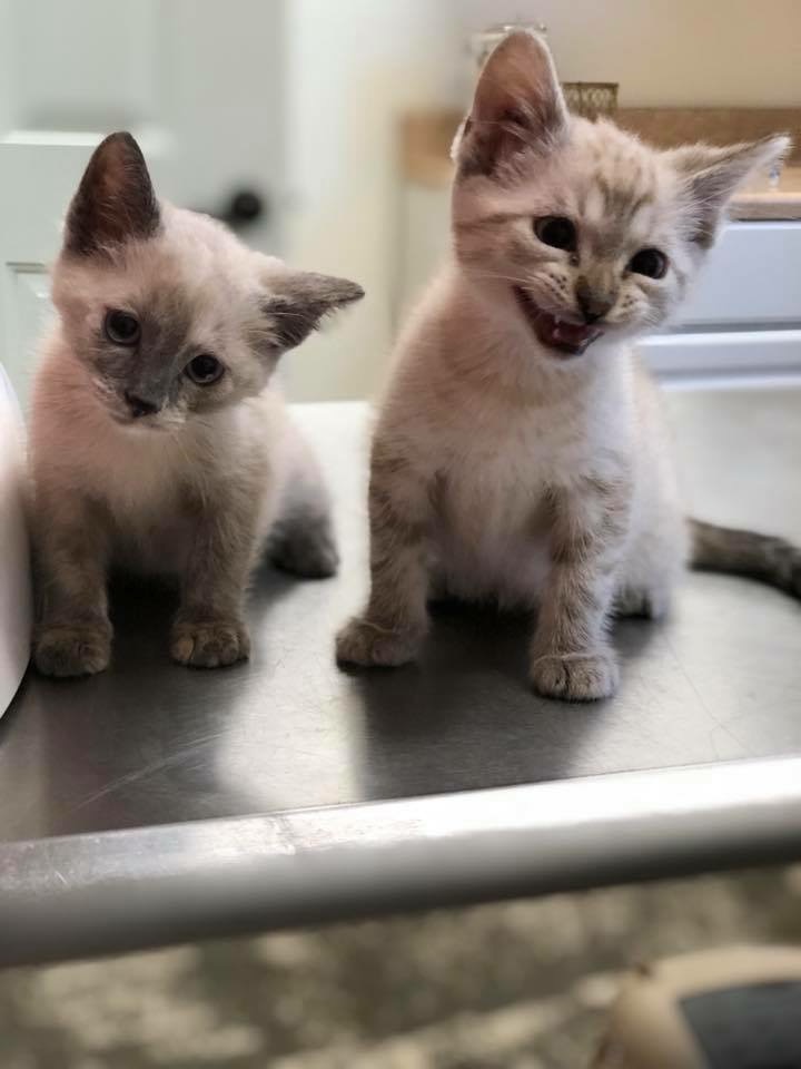 WrightWayRescue's tweet photo. The Cutest Event of the Summer is Almost Here! 🌸

Wright-Way Rescue's annual Kitten Shower is happening THIS SATURDAY, July 11th from 11am-5pm at our Morton Grove Adoption Center!

Imagine walking into a room filled with more than 75 adorable kittens—playing, purring, cuddling, and waiting to meet their new families.

🎉 SPECIAL FOR THE KITTEN SHOWER: Receive $100 OFF your second kitten adoption!

Already have your eye on a specific kitten? Reservations are welcome, and the $100 discount applies to reserved kittens, too! Or, come in to meet them all in person!

📍 Wright-Way Rescue
5915 W. Lincoln Ave.
Morton Grove, IL

🚶 Walk-ins welcome!
📞 847-728-5434
📧 rescue@wright-wayrescue.org