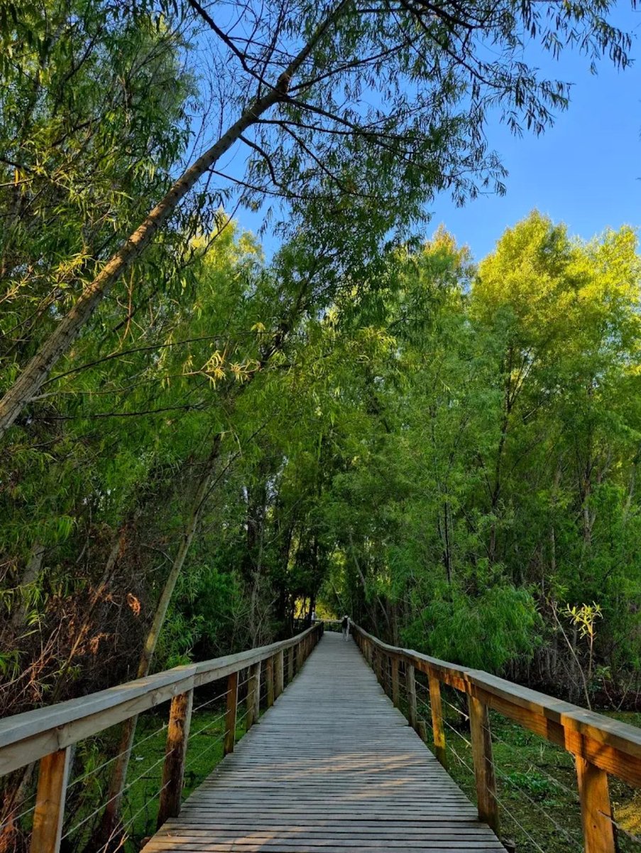 _maaichh's tweet photo. En plena Ciudad de Buenos Aires, la Reserva Ecológica Costanera Sur protege cientos de especies de aves, plantas y otros animales
Un espacio donde la naturaleza sigue teniendo lugar y nos recuerda la importancia de cuidar nuestros ecosistemas.
#ReservaEcológica #CostaneraSur https://t.co/AWptPZR1mk