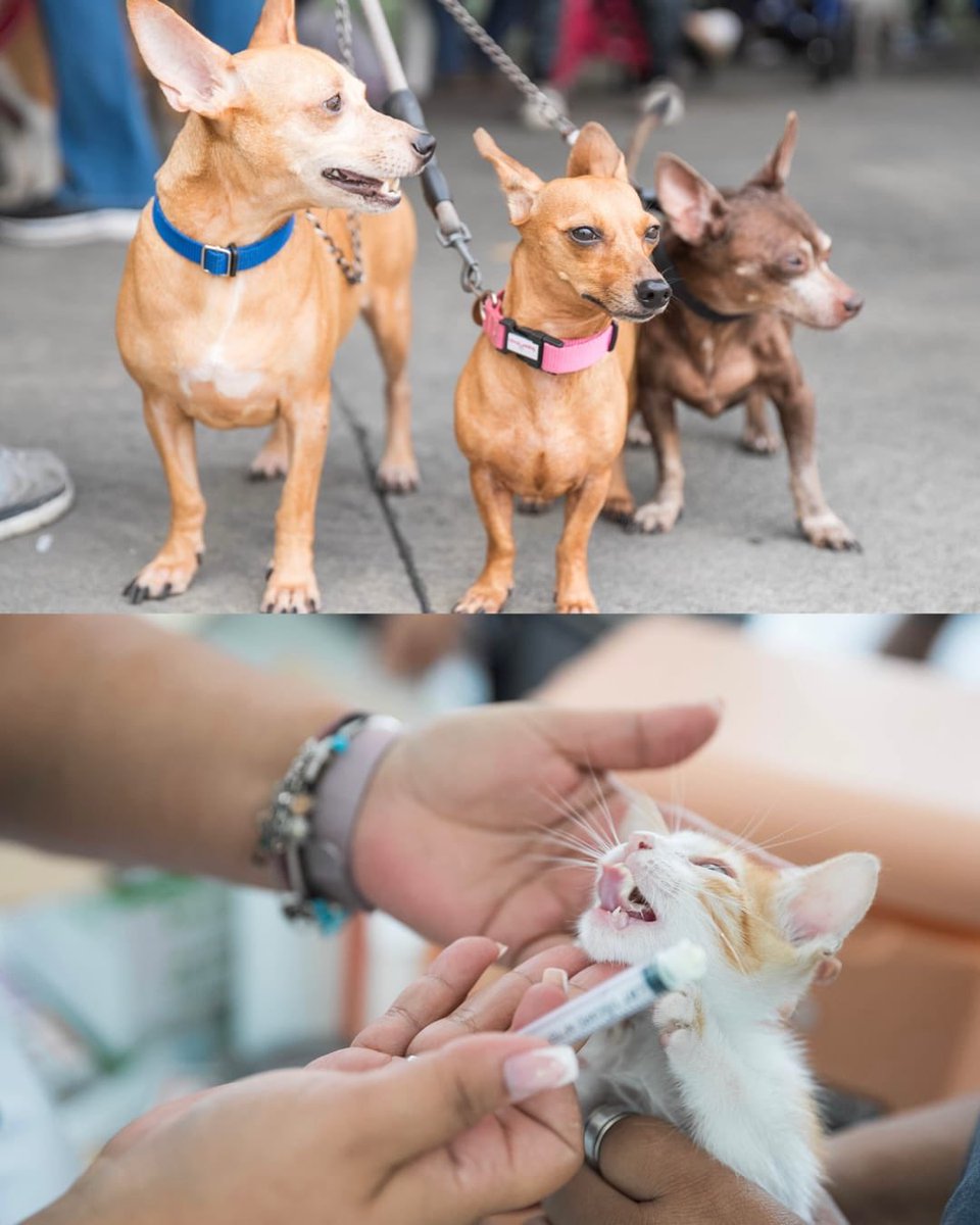 MallelynC's tweet photo. La jornada número 40 de bienestar animal permitió que cientos de mascotas recibieran atención preventiva gracias al esfuerzo conjunto de instituciones comprometidas con el cuidado y la protección animal. #AlcaldiaDN https://t.co/AmcbN7PItC