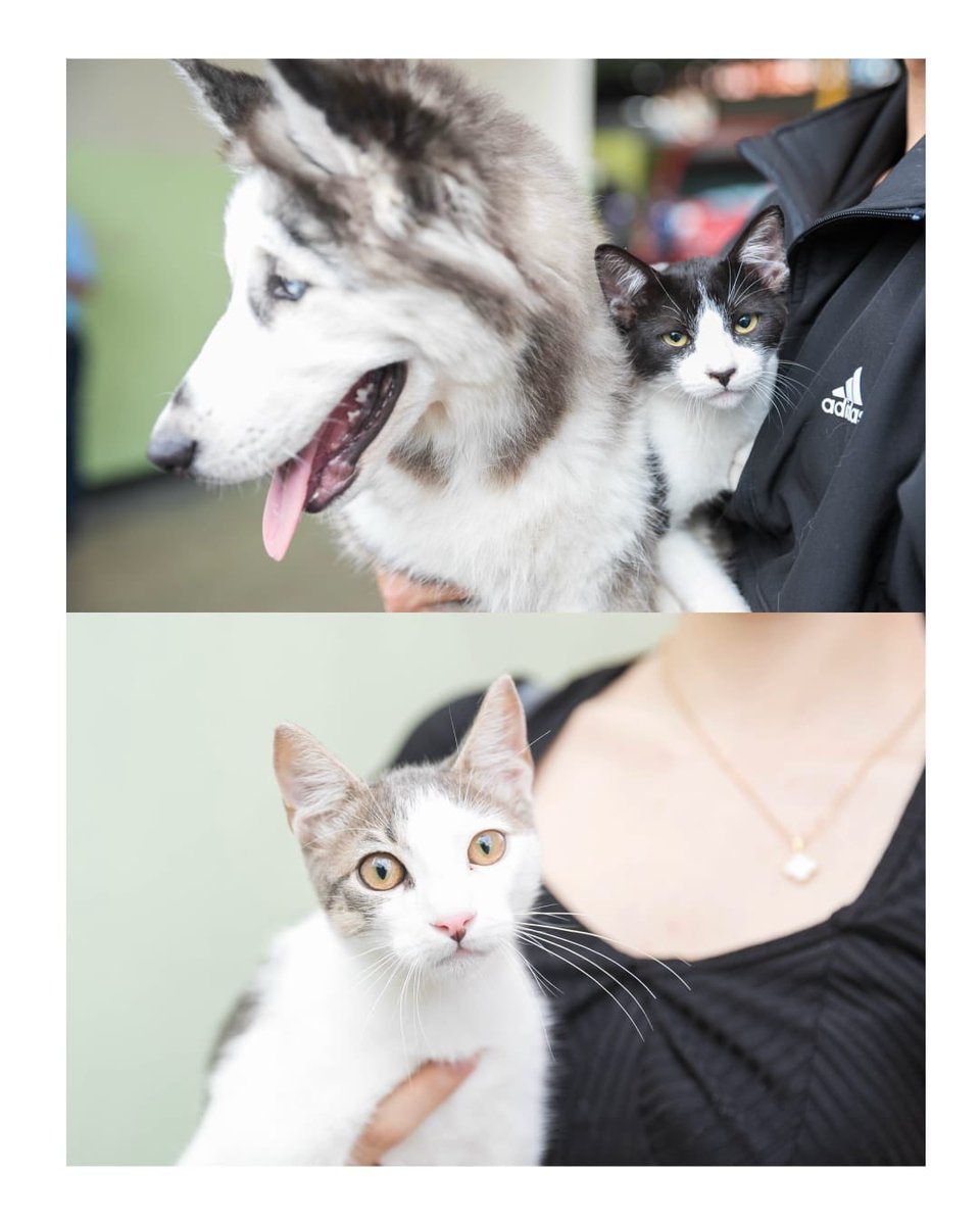 MallelynC's tweet photo. La jornada número 40 de bienestar animal permitió que cientos de mascotas recibieran atención preventiva gracias al esfuerzo conjunto de instituciones comprometidas con el cuidado y la protección animal. #AlcaldiaDN https://t.co/AmcbN7PItC