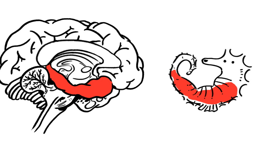 Gurdur's tweet photo. Not only do we start off in the world looking like a seahorse, but part of our brain keeps looking like a seahorse forever https://t.co/i68DY1ip61