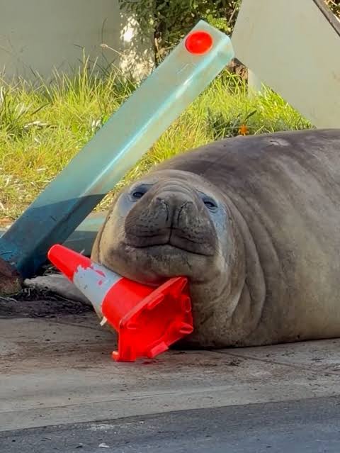 Anco_CS2's tweet photo. Neil the Seal has been more reliable than Valve when it comes to CS2 updates. https://t.co/dwsCeEtekF