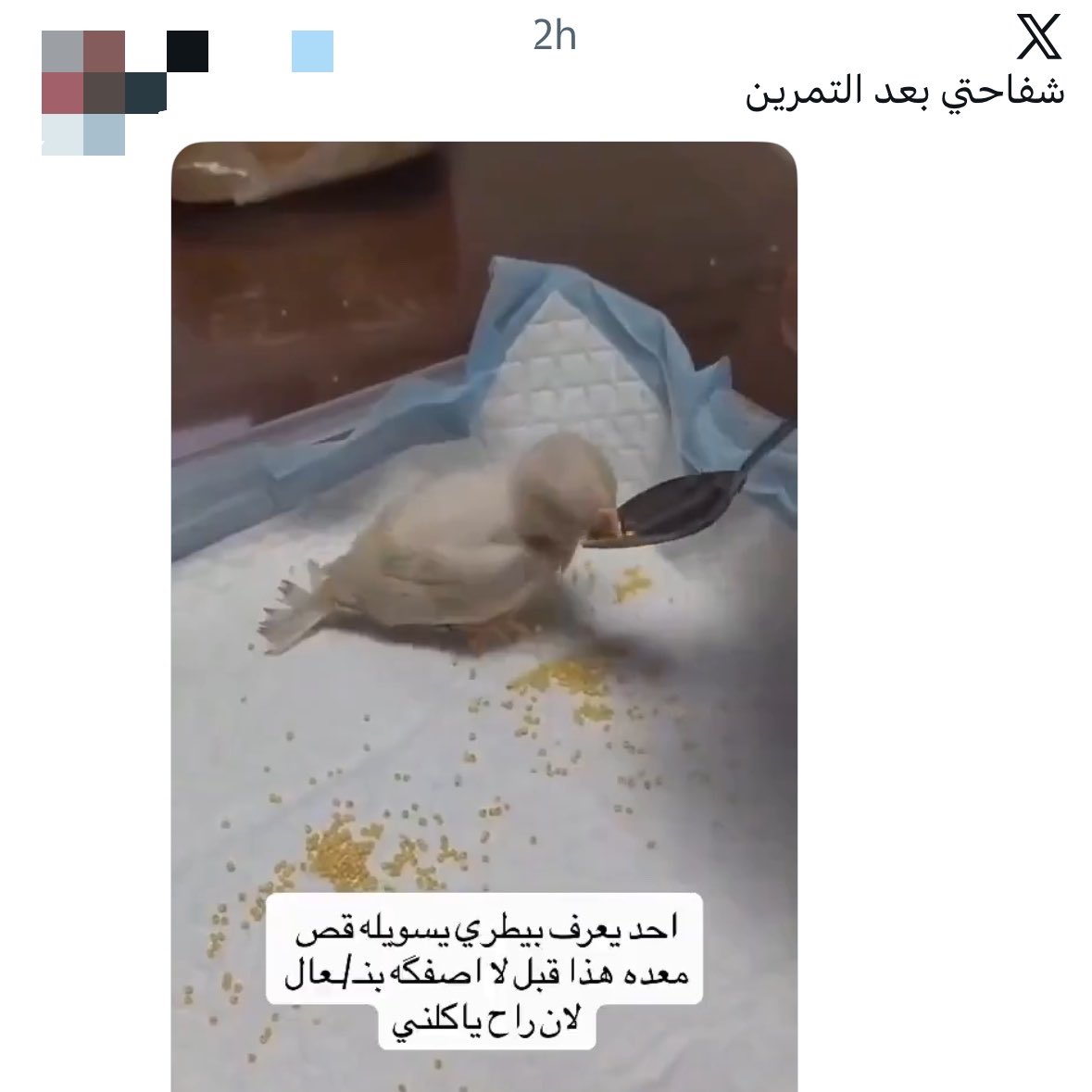 🌷 tweet media