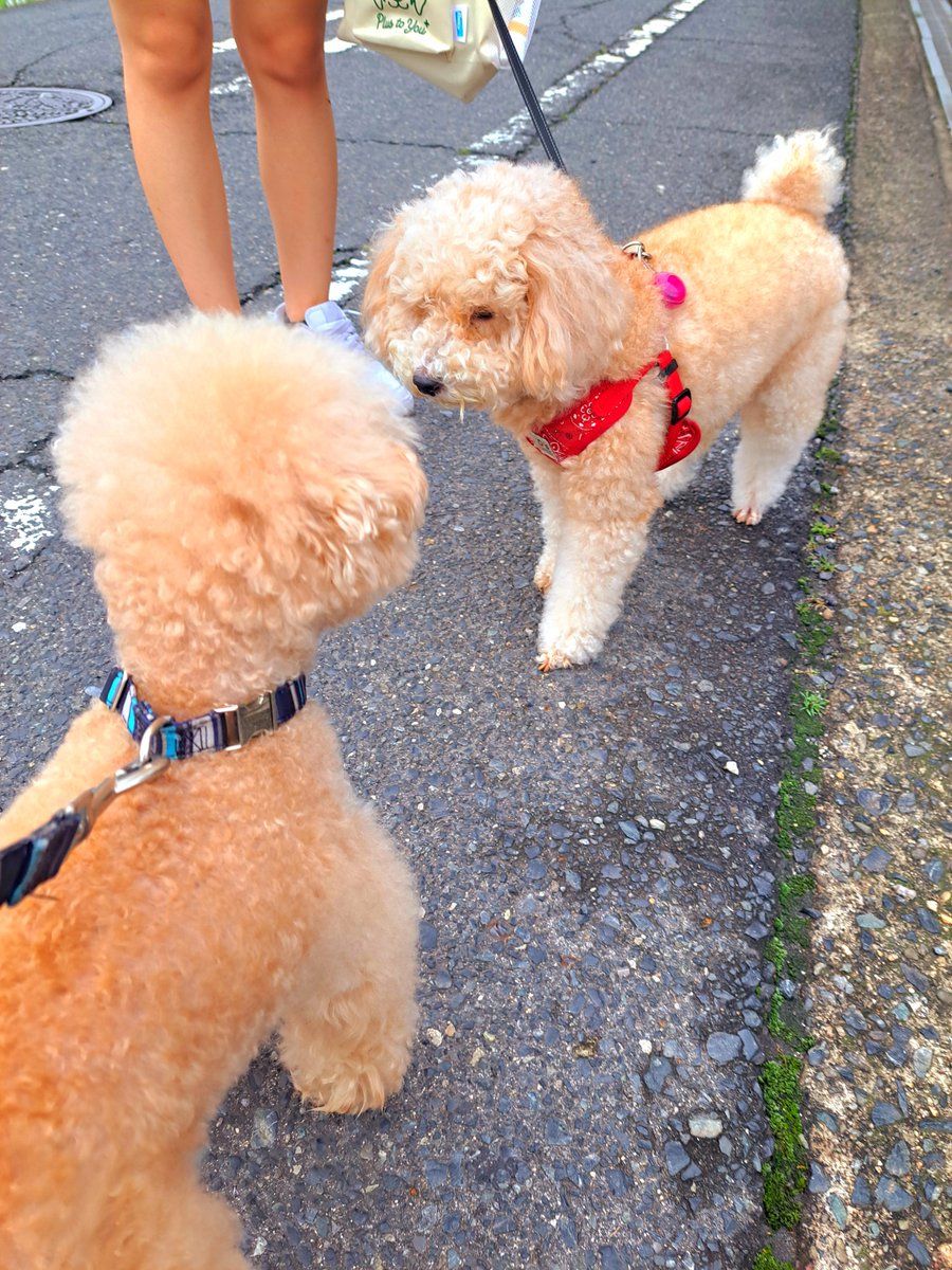 nonEiDvfYOGC5aq's tweet photo. 昨日はゴミ出しの日でついでに散歩に連れて行ったら可愛い女の子のプールに会いました🦮💕

茶々丸はぐいぐい近寄ろうと😍
でもあまり相手にされず😅

散歩してた女の子は中学生だと思うけど顔がすごく小さくて❗色白で可愛いかった👧最近の子は足も長くてスタイルがいいね😆 https://t.co/awzkiNBcAl
