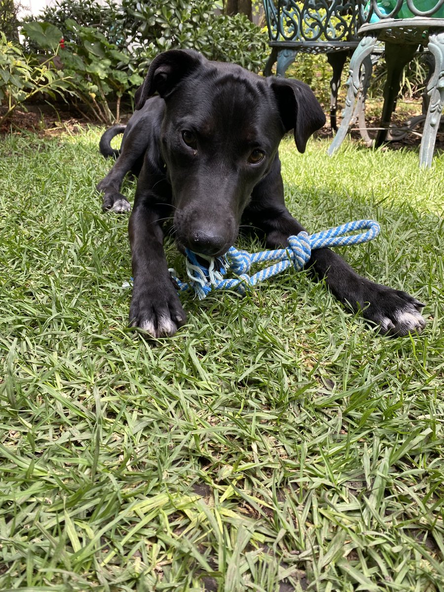 Entrepyg's tweet photo. Aiura!
Encontramos a este cachorro resguardándose de la lluvia el pasado 4 de julio en HomeDepot Naucalpan (zona Parque Toreo).
Lo tenemos en HT y buscamos a su familia. Nos ayudan con un RT?
#PerrosPerdidos #PerroExtraviado #Naucalpan #CdMx https://t.co/ojR9LJKeWi