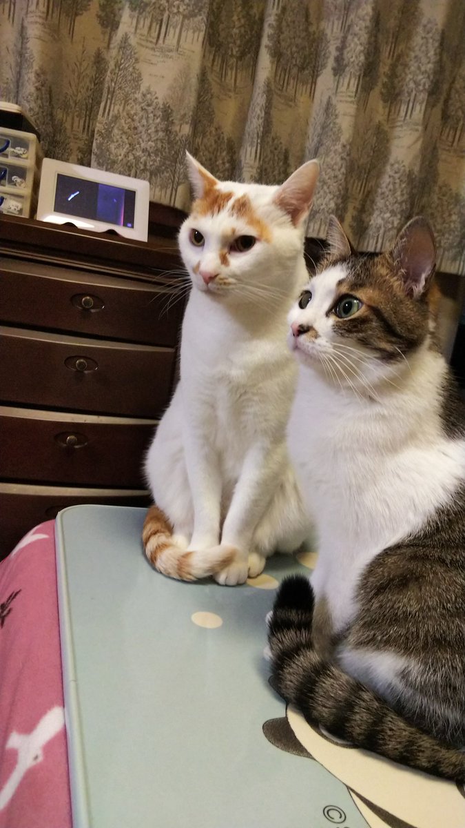 yinhe_kazu's tweet photo. おはようございます🐱
今日の名古屋は曇り☁
スマホは、ラインやXを使うと すぐに固まってしまいます😿
皆様のところに お伺い出来ず申し訳ありません。
新機種の到着待ちです https://t.co/M8XrBe6GCH