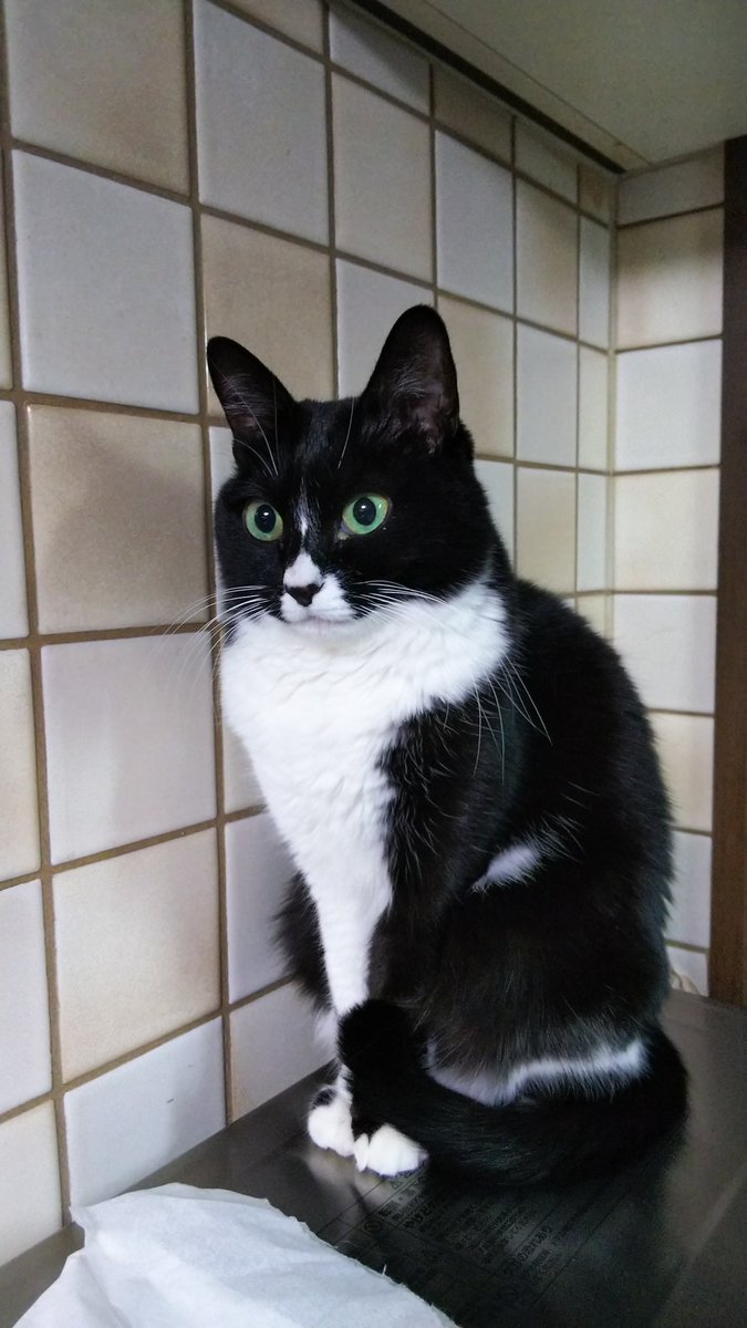 yinhe_kazu's tweet photo. おはようございます🐱
今日の名古屋は曇り☁
スマホは、ラインやXを使うと すぐに固まってしまいます😿
皆様のところに お伺い出来ず申し訳ありません。
新機種の到着待ちです https://t.co/M8XrBe6GCH