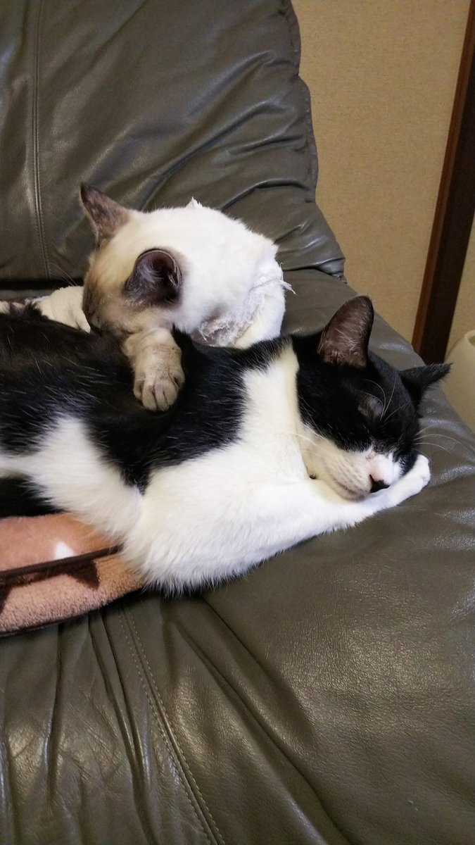yinhe_kazu's tweet photo. おはようございます🐱
今日の名古屋は曇り☁
スマホは、ラインやXを使うと すぐに固まってしまいます😿
皆様のところに お伺い出来ず申し訳ありません。
新機種の到着待ちです https://t.co/M8XrBe6GCH