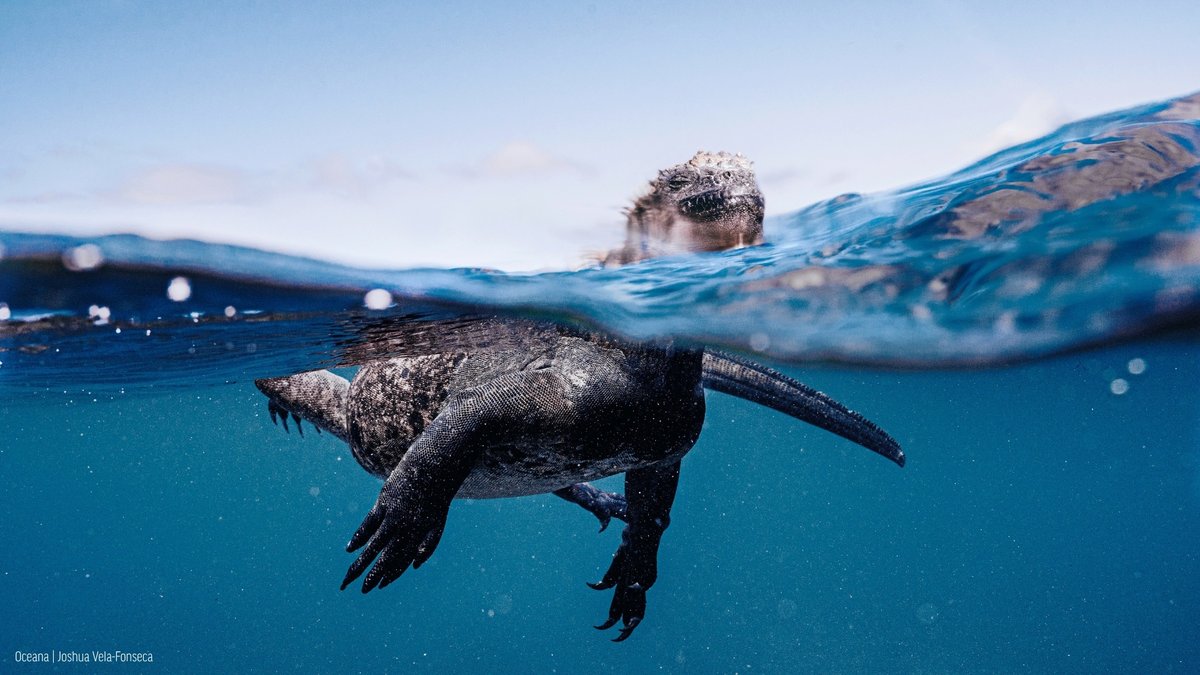 oceana's tweet photo. What happens above the surface starts below it. 🌊

Life on our planet wouldn't survive without the oceans, so let's help them thrive in return. 🌏💙 https://t.co/nzJ6UDWdOi