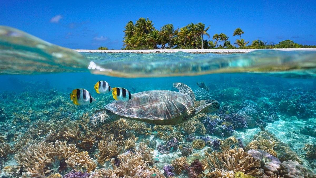oceana's tweet photo. What happens above the surface starts below it. 🌊

Life on our planet wouldn't survive without the oceans, so let's help them thrive in return. 🌏💙 https://t.co/nzJ6UDWdOi