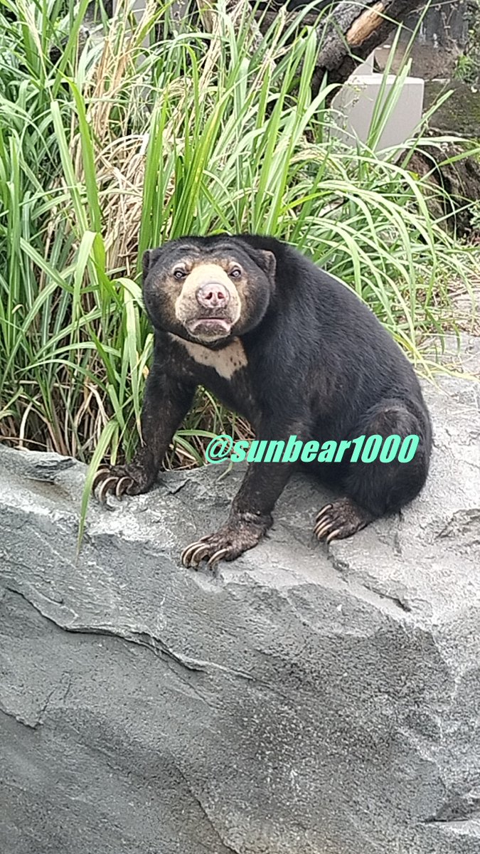 sunbear1000's tweet photo. 7月17日は🥰サクラの日🧸
あと7日ですよ🐻
#マレーグマ #SUNBEAR
#サンディ #サクラ
#遊亀公園附属動物園 https://t.co/jBRSVmeaKL