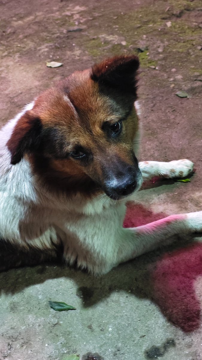 NomadPaw's tweet photo. Late one night, as I finally arrived at Blone Homestay in Soriang Khasmahal around 10 PM, I was greeted by two incredibly adorable and friendly dogs. From the very first moment, their warm eyes and wagging tails melted my tired heart.  These smart, gentle souls followed us everywhere — whether we were heading out for dinner, a late-night drink, or a quiet smoke under the stars. We showered them with treats and plenty of love, and in return, they stood guard right outside our door the entire night, like loyal little protectors shielding us from any negative energy.  I honestly didn’t want to leave… I wish I could have packed them up and brought them home with me. 🏡 🐕