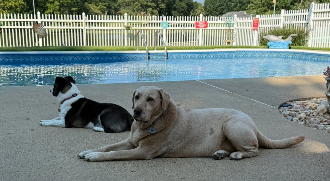doghubusa's tweet photo. ☀️ Happy Sunday from Maddy &amp; Macy! We're relaxing by the pool, thankful for our loving home and hoping you enjoy every blessing today. Hug your pup! ❤️🐾

https://t.co/pMTlynwcQQ

#HappySunday #DogMomLife #RescueDogs #DogHubUSA https://t.co/zn9U32pDg7