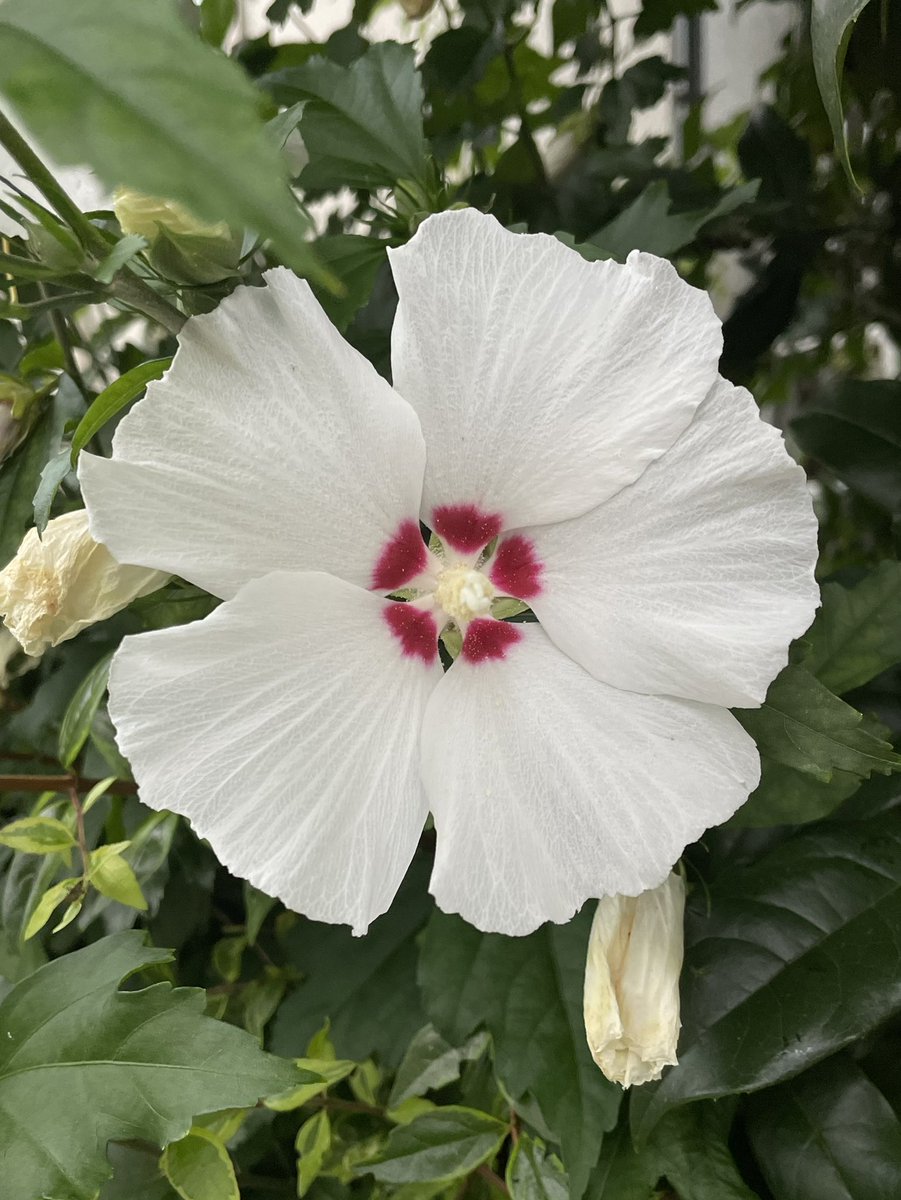 NaoyaHamada's tweet photo. 今日の尚整体♪

七夕の朝❣️

感謝❗️

尚氣功整体　
氣功整体
田園調布
完全予約制
10:00~20:00
naoseitai825@gmail.com 
出張、遠隔施術もお受けしております。
お気軽にご連絡下さい。 https://t.co/t9jqW9Wckd