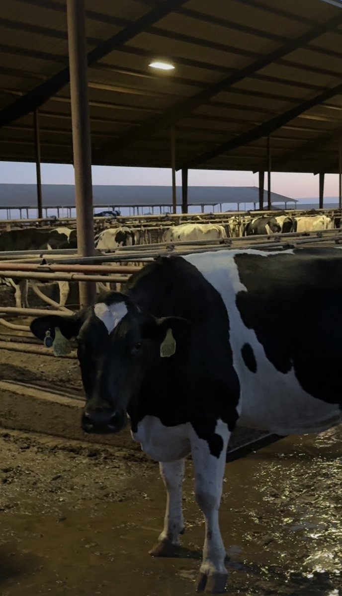 Britaniaaaaaaaa's tweet photo. Just early mornings, cows, and me against the world 🦦😭😭 https://t.co/jQ29Ghe7pd