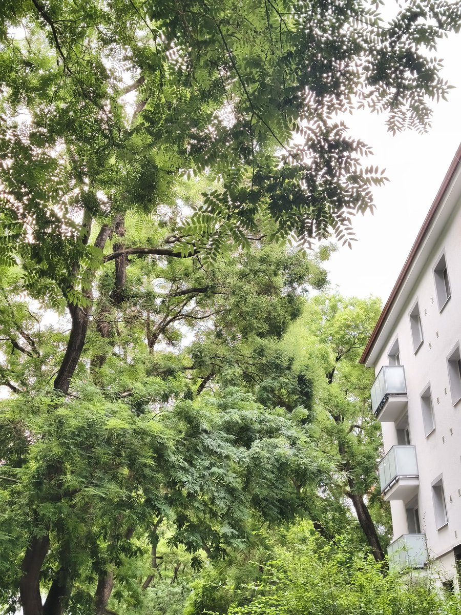 hiro_niva's tweet photo. モシャモシャ https://t.co/WEx7VcdAvF