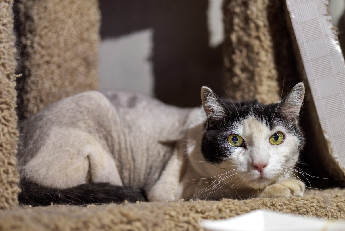 Whiskers 'N' Wishes Sanctuary tweet media