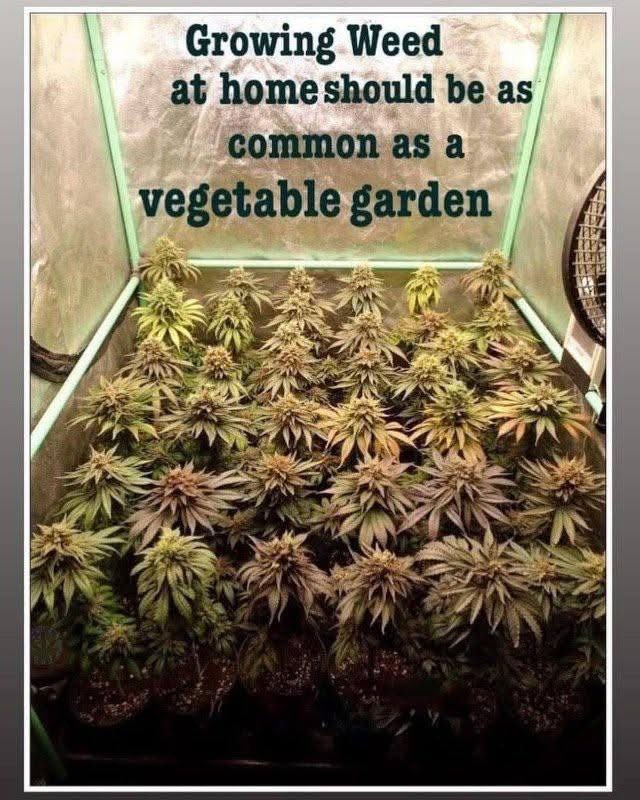 weedcoinOG's tweet photo. https://t.co/DgQ8nqVXNq