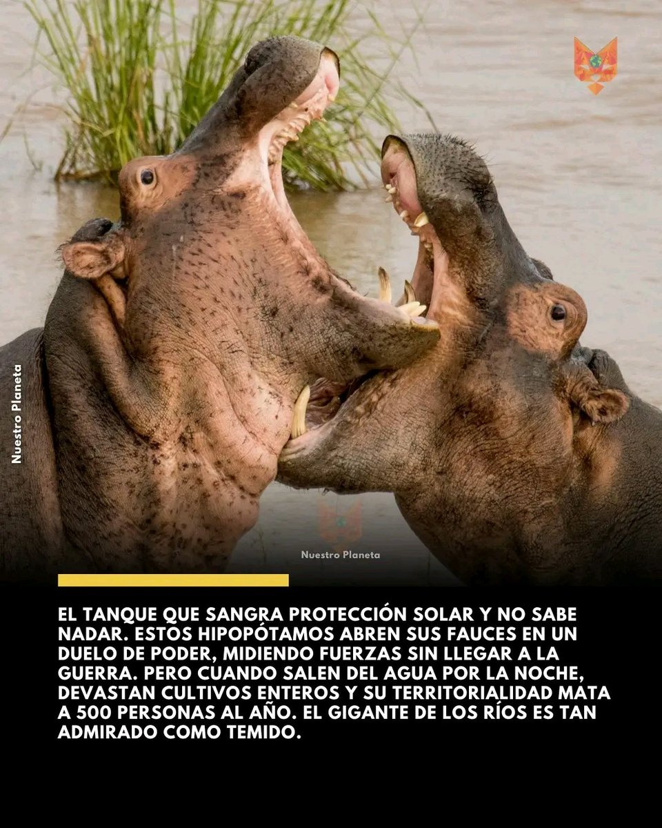 galiotacabron's tweet photo. https://t.co/MB89m9E4Ug