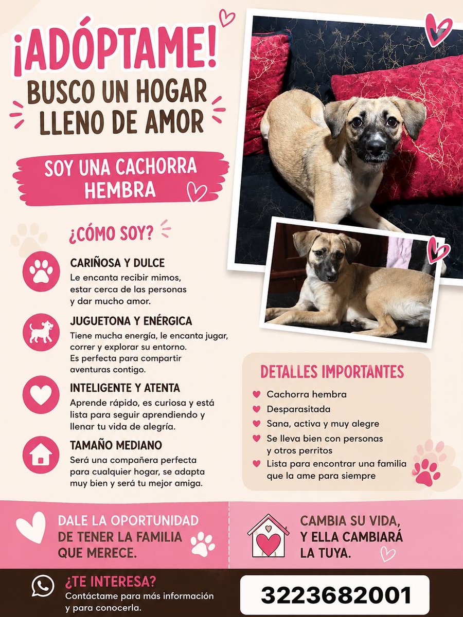 Osli2026's tweet photo. #Bogotá  Amigos me piden difundir, esta perrita la tiraron a la calle , se busca familia responsable que no la abandone, entre todos podemos buscarle hogar🙏🏻 @MONYRODRIGUEZOF @PlataformaALTO @CeciliaLopezM @losbuscamos_col @Amparo_Grisales @GabrielaVarP @margaritavela https://t.co/o8TxpOz8GF