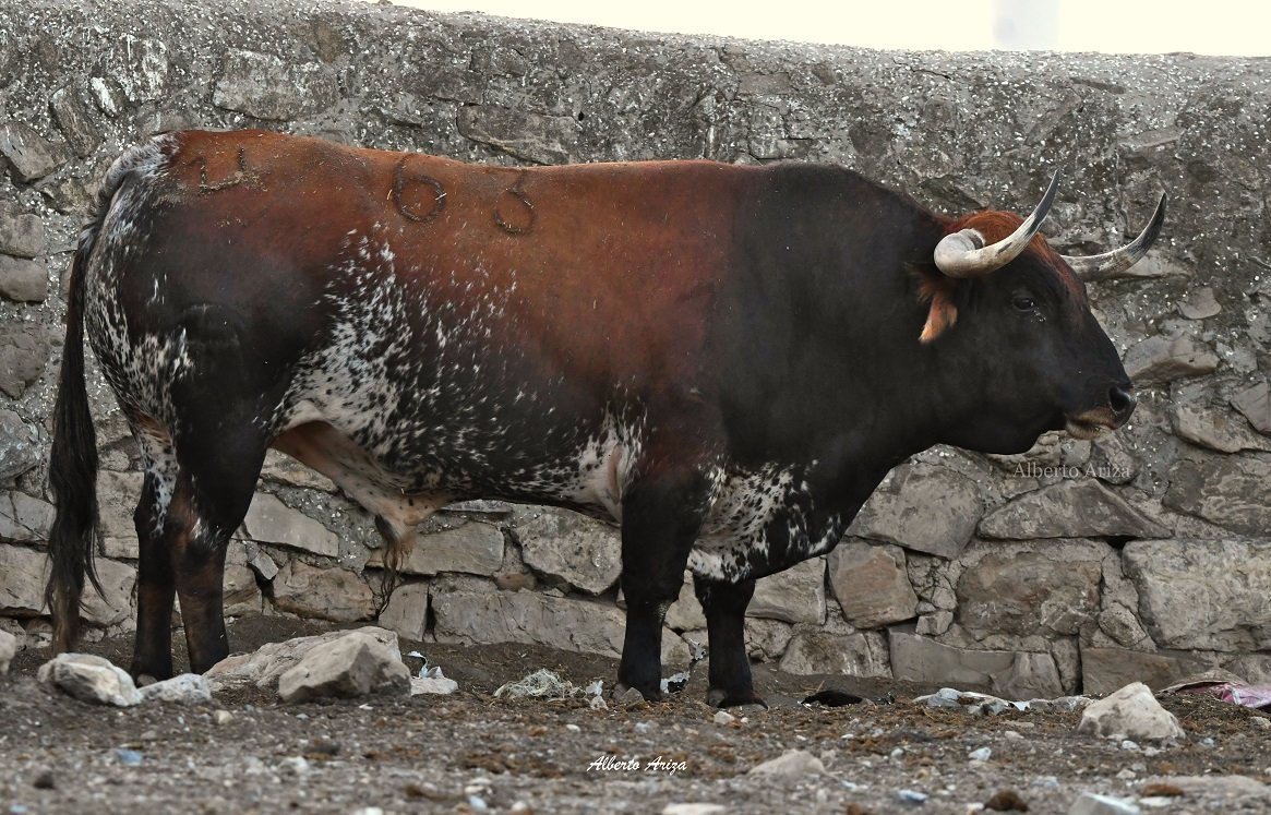 Secreto_Bravura's tweet photo. N°63 "JUNCAL III" Cebada Gago.

Toro sardo, de 610 kilos, el más pesado de la corrida pero que a pesar de su peso y su volumen no deja atrás las buenas hechuras.

Por sus hechuras y su pelo es uno de los toros que está llamando la atención en Pamplona.

@HrosCebadaGago https://t.co/g5vDqHfRqw