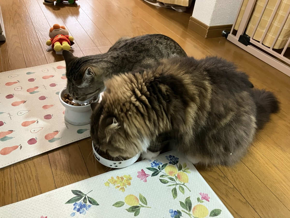 monkichi0305's tweet photo. 仲良くふたり並んでごはん中
残すことが多い偏食のふたり

#保護猫からうちの子に #猫好きさんと繋がりたい #猫のいる暮し 
#喧嘩するほど仲がいい https://t.co/YZyTzij0p5