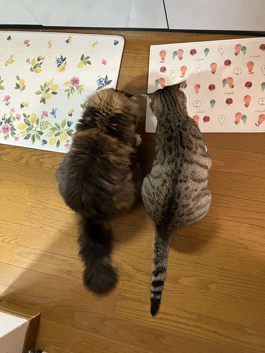monkichi0305's tweet photo. 仲良くふたり並んでごはん中
残すことが多い偏食のふたり

#保護猫からうちの子に #猫好きさんと繋がりたい #猫のいる暮し 
#喧嘩するほど仲がいい https://t.co/YZyTzij0p5