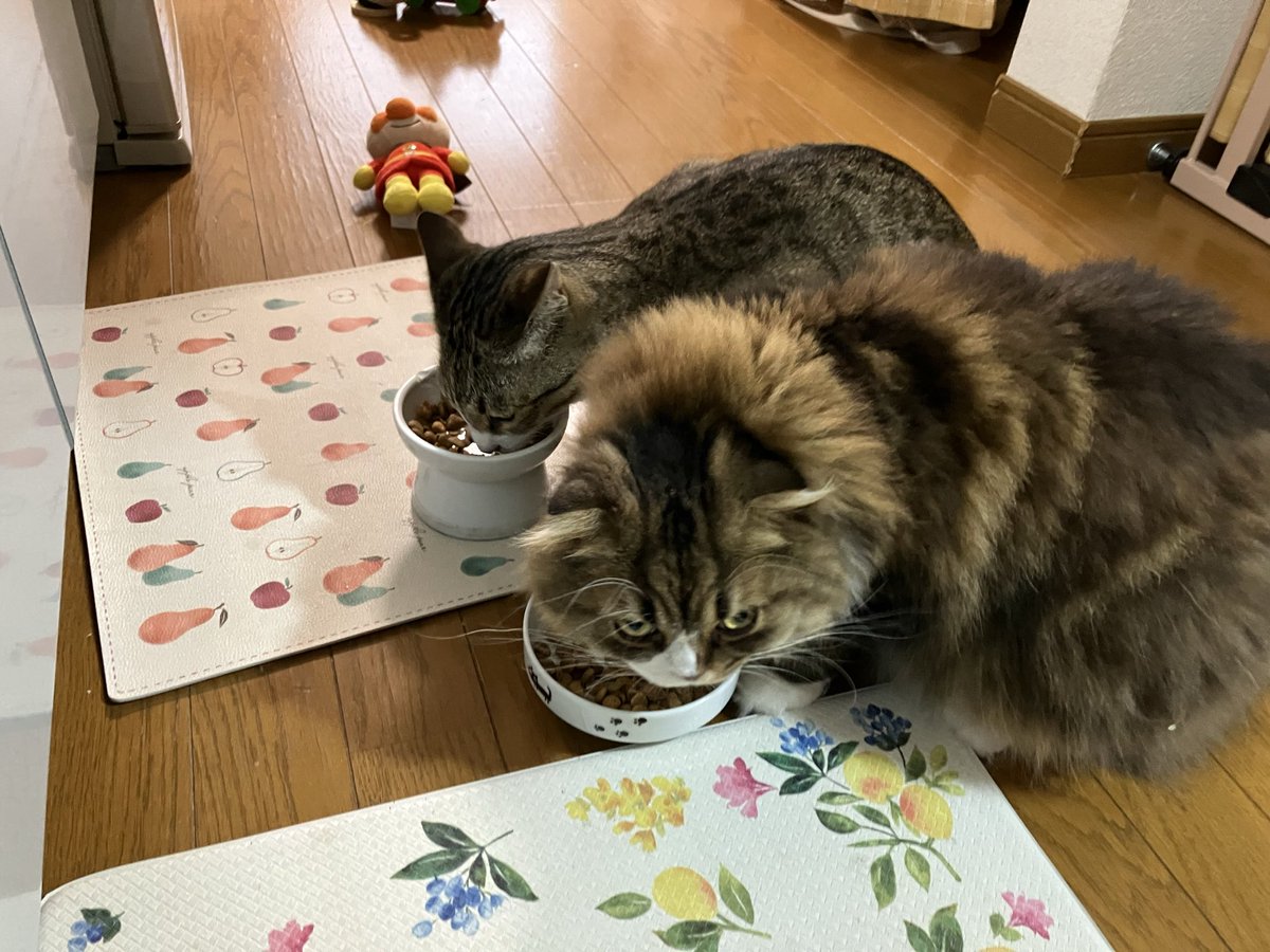 monkichi0305's tweet photo. 仲良くふたり並んでごはん中
残すことが多い偏食のふたり

#保護猫からうちの子に #猫好きさんと繋がりたい #猫のいる暮し 
#喧嘩するほど仲がいい https://t.co/YZyTzij0p5