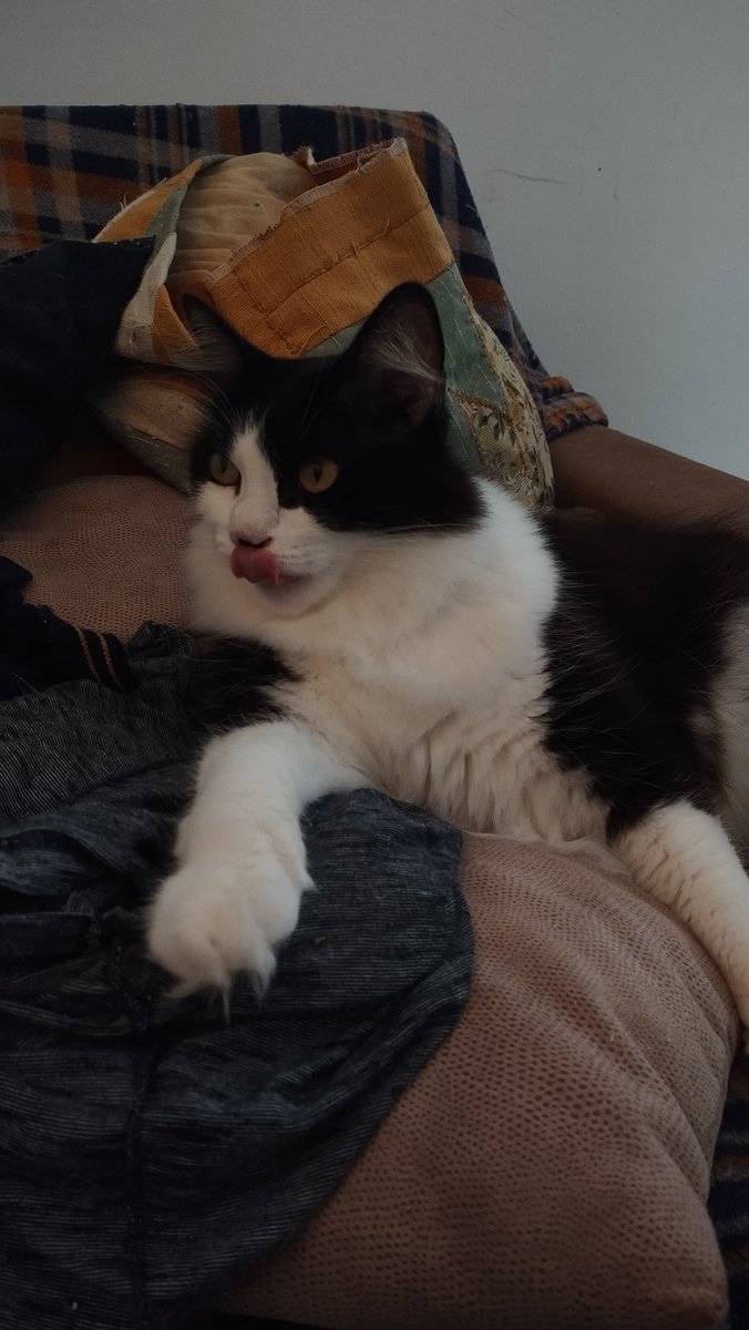 _peachyoshi's tweet photo. @lostin_nebulae frajolinha é totalmente bilu tetéia da cabeça mas se eu pudesse dar o mundo pra ela eu dava 💗 amo a minha Oreo https://t.co/uMMOtHizpo