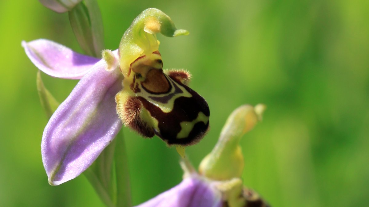 NatureRTE's tweet photo. On MGW tonight (10pm): mystery mustelid in Monaghan, @Irishwildlife on #InvasiveSpeciesWeek, @mybroadcasts on orchids in Mount Merrion, UCC's contribution to Kew State of World's Plants &amp; Fungi report, plus update on famous Landseer stag painting. More: https://t.co/o6glW9vwQ8 https://t.co/kRs2bgj1kO