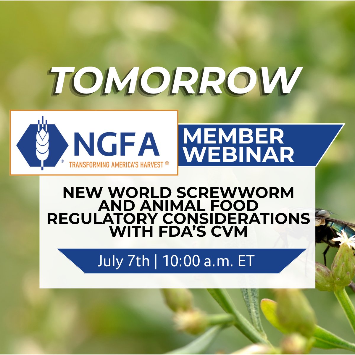 NGFA's tweet photo. Tomorrow: NGFA and AFIA members can join a webinar on New World Screwworm and FDA animal food regulatory considerations. Don't miss this exclusive member benefit. https://t.co/izlU37HCPC