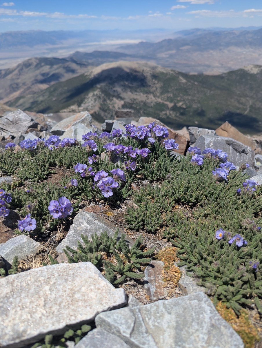 KalebBerg's tweet photo. Wheeler Peak, Great Basin Natl. Park https://t.co/ygum8k6Yrw
